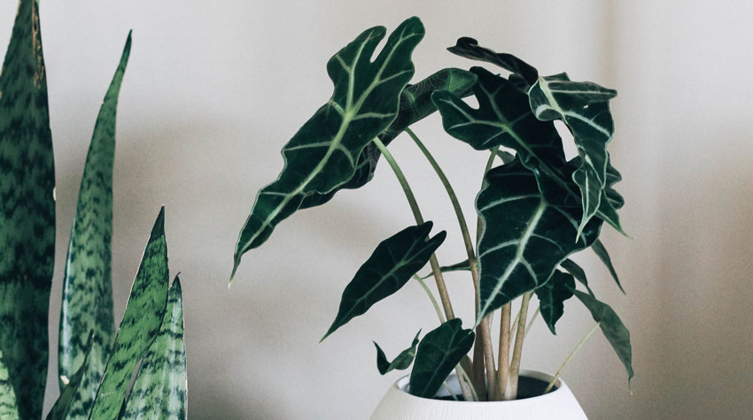 Elephant ear plant with dark green heart shaped leaves and contrasting white veins