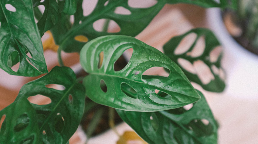 monstera adansonii vining plant featuring beautiful green perforated leaves