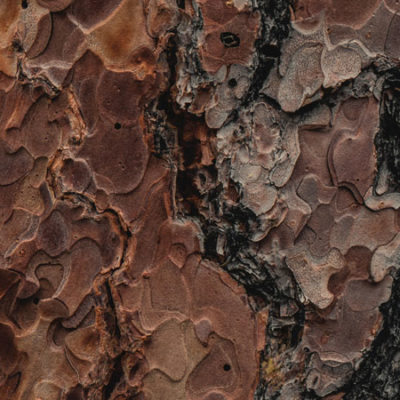 Six Amazing Textures Found in Nature