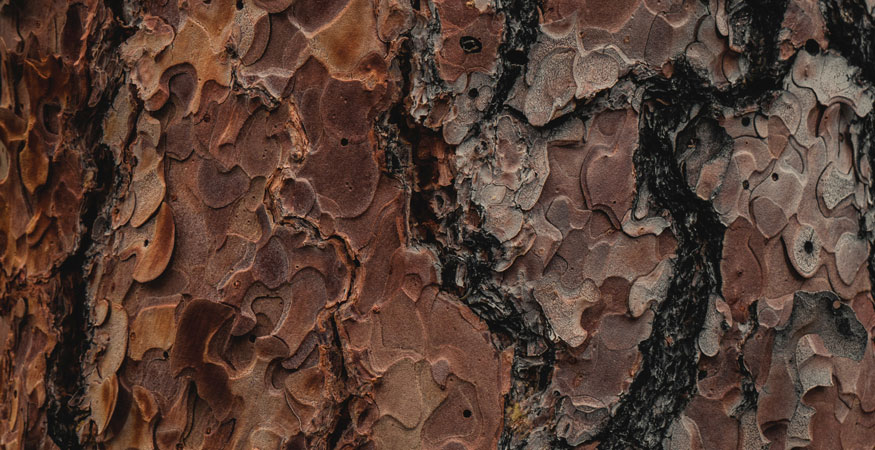 layers of tree bark creating beautiful texture