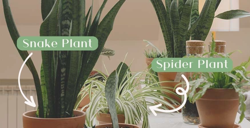 a group of indoor plants sit on a kitchen table