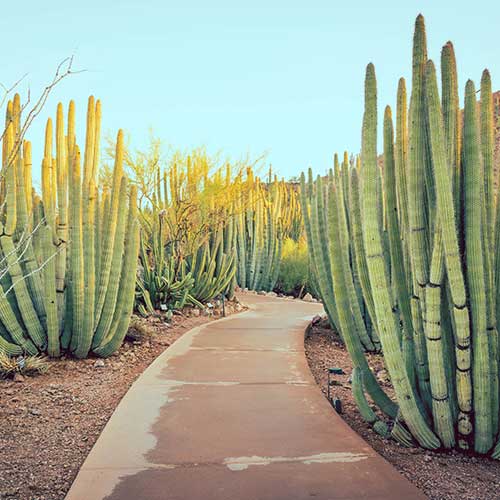 a path with tall towering cacti on each side