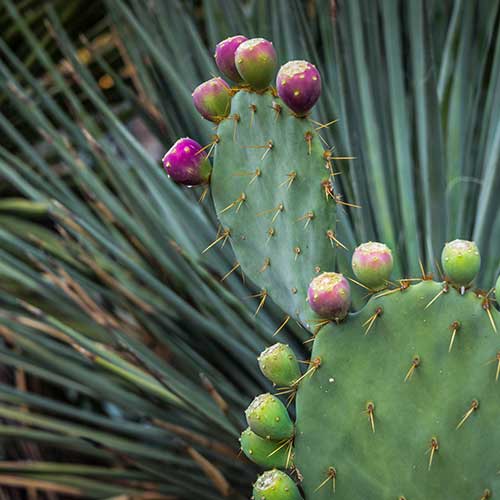 A pointy cacti with showy pink blooms stands out against foliage