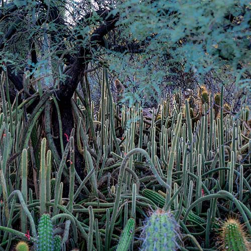 Cacti overtake a lone tree in the Desert Botanical Garden in Arizona