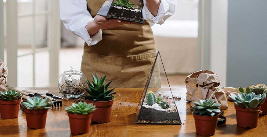 succulents used to create a plant terrarium sit on a wooden table