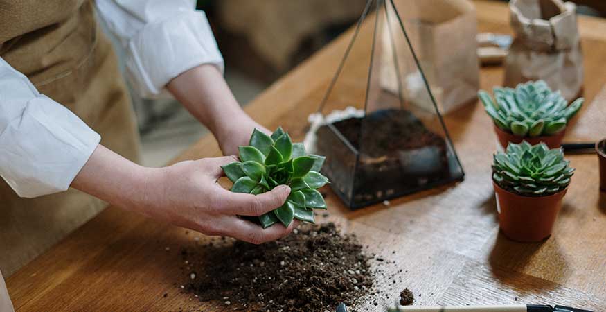 woman creating a plant terrarium with green succulents