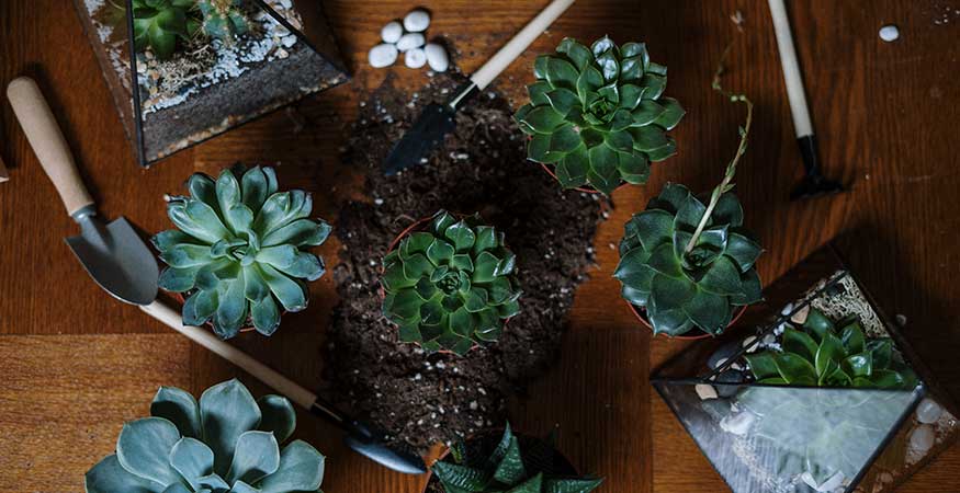 plant terrariums with all the materials needed to create one