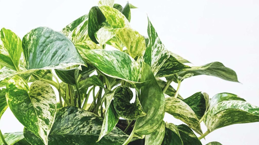Variegated Pothos, great plants for beginners, contrast against a white wall