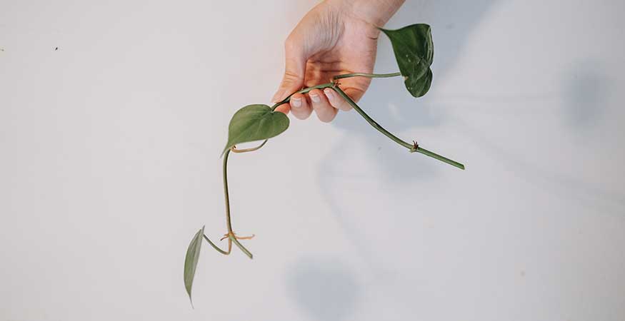 cutting of a philodendron plant for water propagation