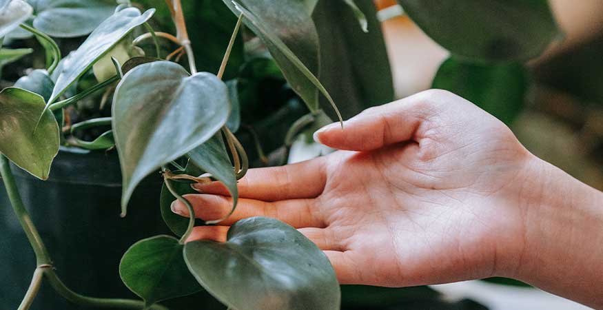 healthy philodendron plant with many vining leaf strands