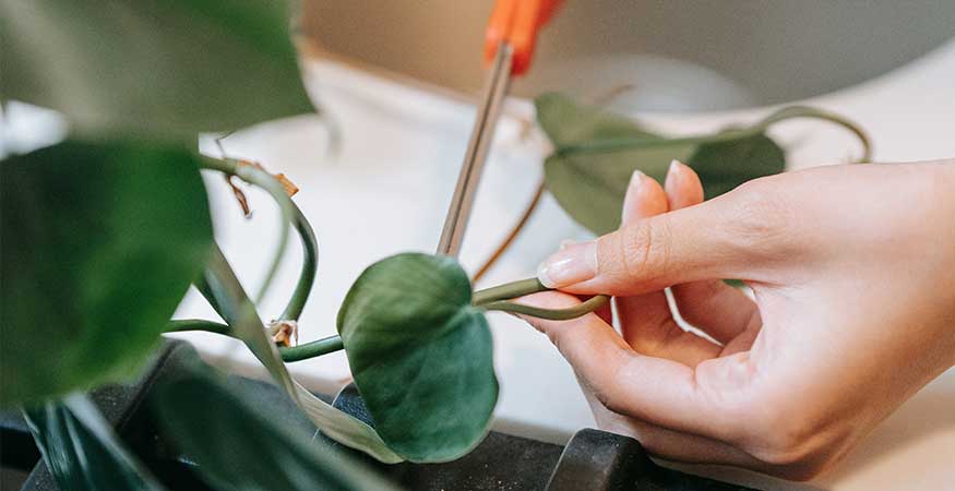 woman taking a cutting from a mature philodendron plant