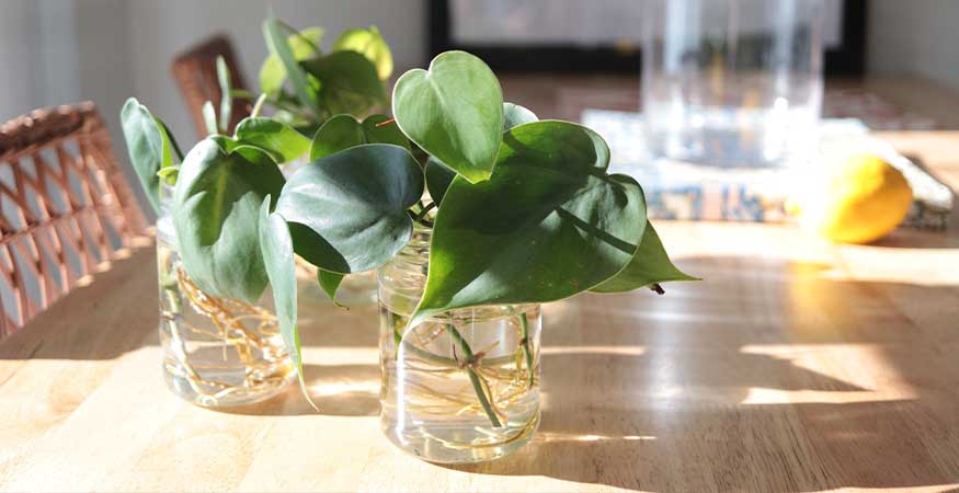 several philodendron cuttings in clear jars that have grown roots