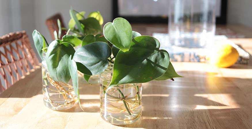 philodendron plant cutting is growing new roots after being propagated in water