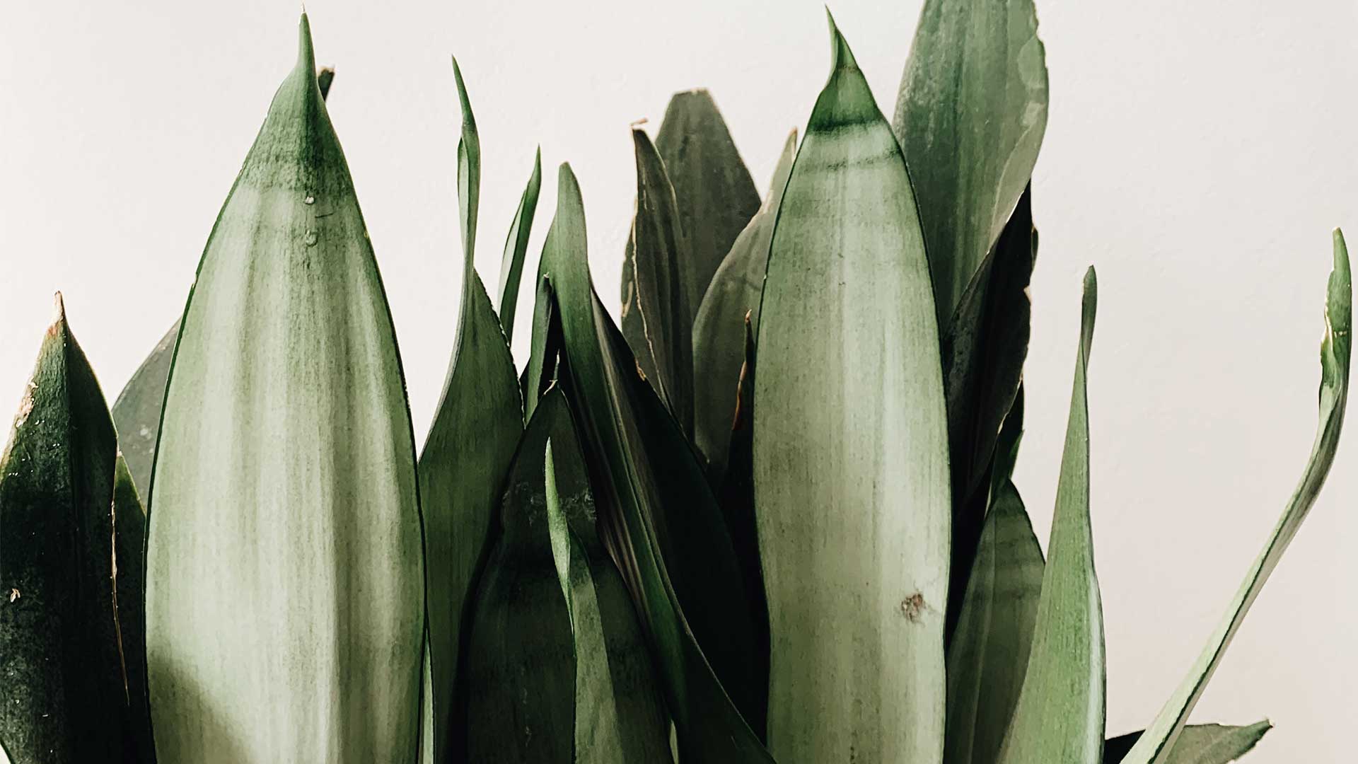 a pale green sansevieria, or snake plant, sits against a plain background