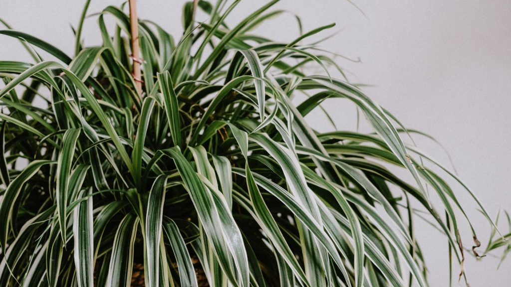 a Chlorophytum comosum, more commonly known as a spider plant, decorates a plain room