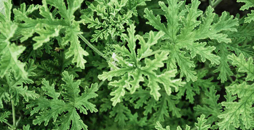 citronella plant used as a natural mosquito repellent on a patio