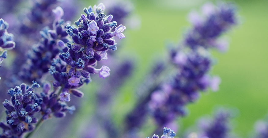 close up look at a purple lavender plant