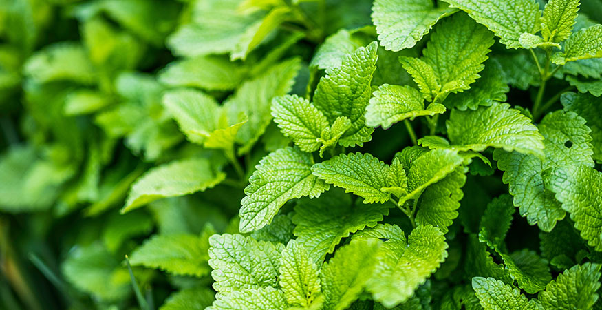 bright green lemon basil leaves