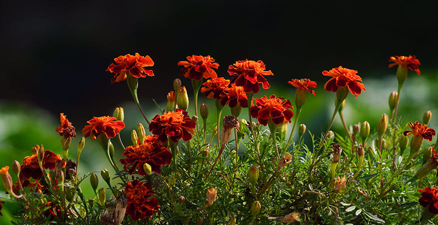 beautiful orange and red marigolds planted near an outdoor living area