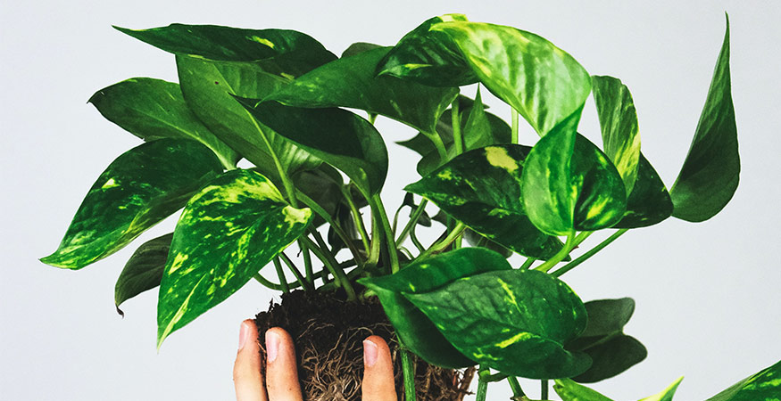 green and yellow variegated pothos plant against a gray background