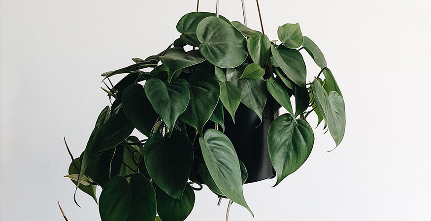 dark green jade pothos plant vining from a hanging planter