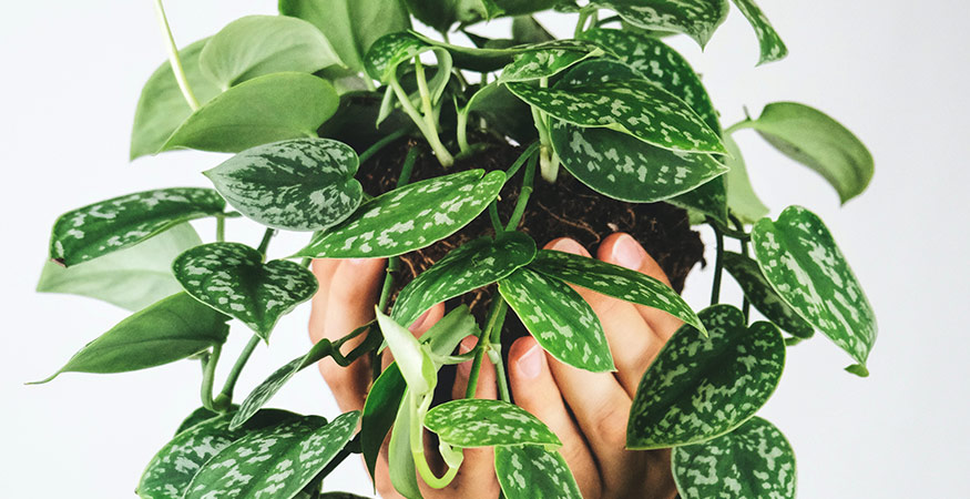 satin pothos plant with green heart-shaped leaves featuring silvery speckles